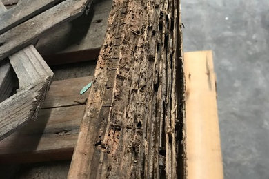 Examples of Termite Damage