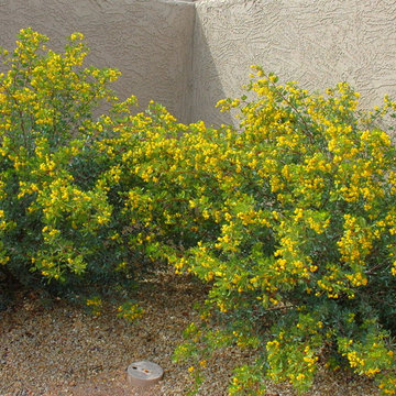 Southwestern Plants