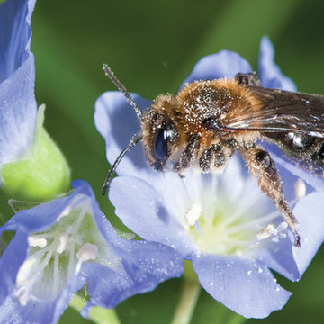 Polemonium reptans