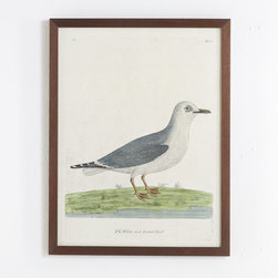 Albin Bird Engraving - White Gull - Artwork