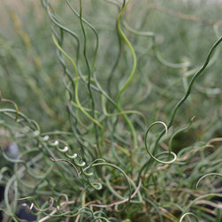 Current Featured Plants - Products