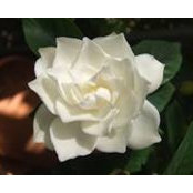 Rosemary Machado's photo