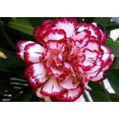 Raewyn Mitchell's photo