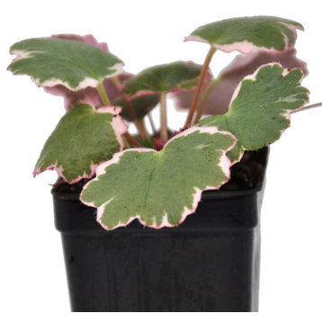 Saxifraga stolonifera, Variegated Strawberry Begonia