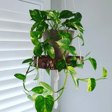 Indoor Plant Ideas