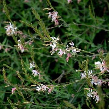 Great Design Plant: Gaura