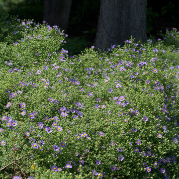 Aster oblongifolius "October Skies"
