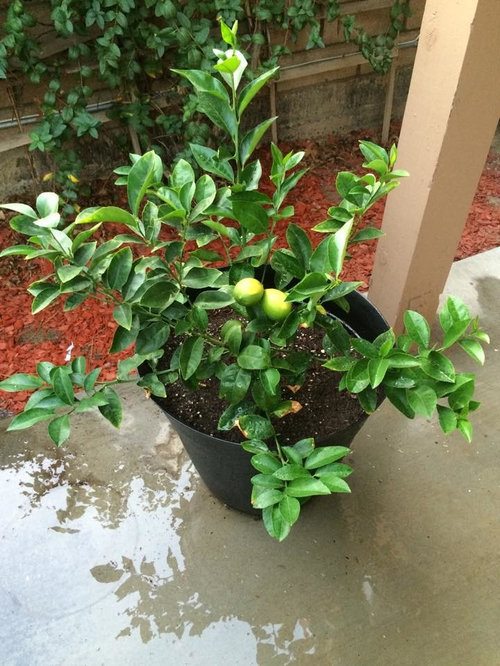 Meyer Lemon Tree - Can it survive an Iowa Winter?