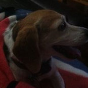 Ernie Harvell's photo