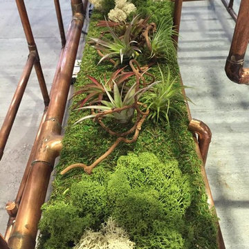 Moss and Air Plants