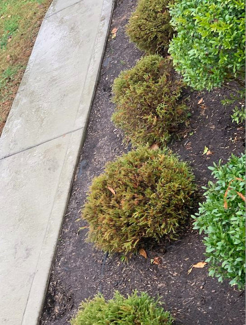 Help with Bowling Ball Arborvitae. (Zone 7a)