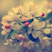 Shimaa Ashour's photo