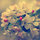 Shimaa Ashour