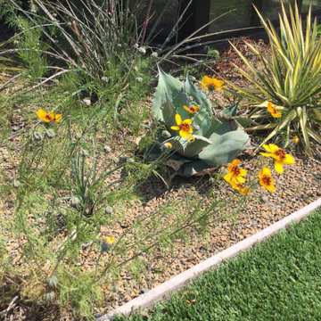 Year Three Showing Whales Tongue Agave and Slender Green Thread Flowers