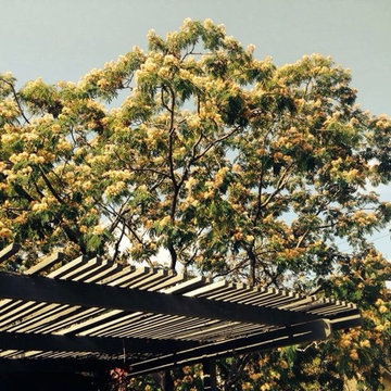 Our Tree Services