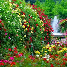 ROSE GARDEN