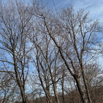 Tree & Landscaping services