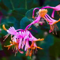 Fantasy Flowers - Artwork