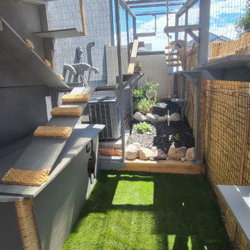 The Purr-fect Playground✨