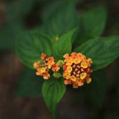 Thach Truong's photo
