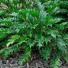 Letts Suggested Plants