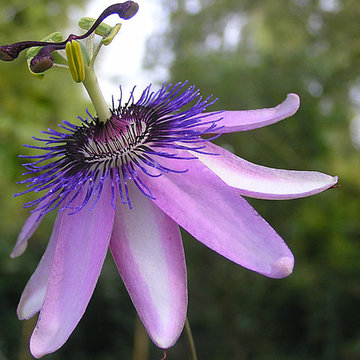 Passiflora amethystina