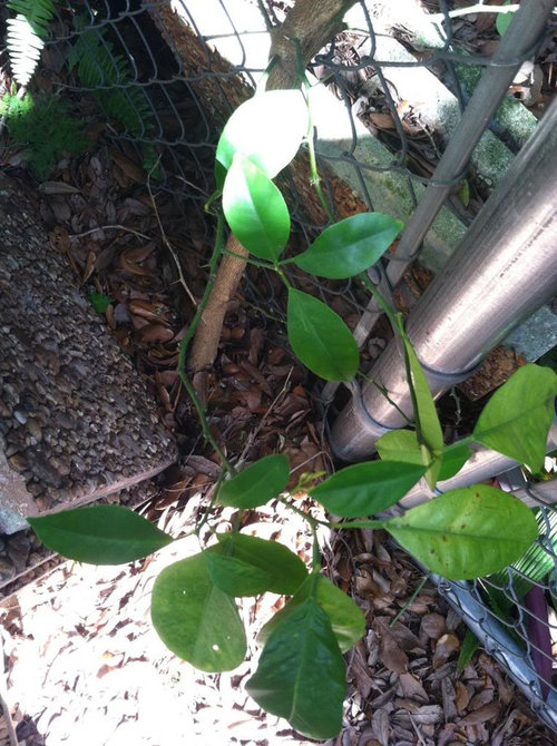 Plant Identification- Possibly Citrus