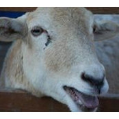 Josh Cohen's photo