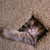 Madeline Pfister's photo
