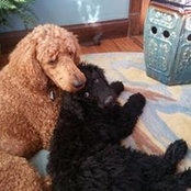Beverly Cheveallier's photo
