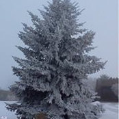 Foto de Francine Mosuk-Regnier
