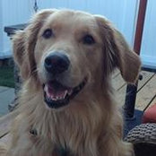 Lindsay Gertson's photo