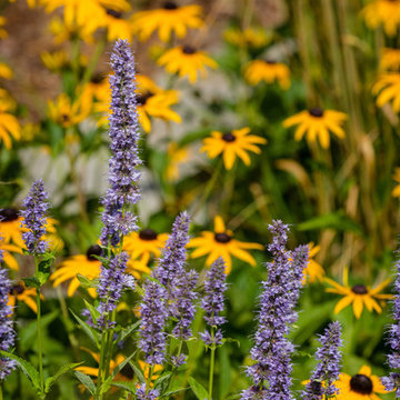 Landscape Design - Plant Combinations