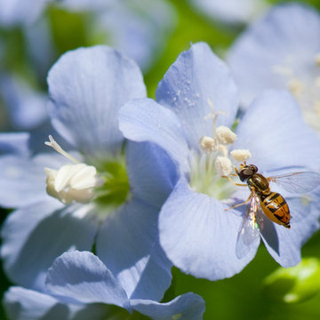 Polemonium reptans