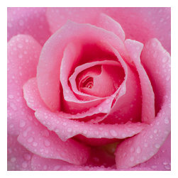 Douglas Page Photographic Arts - Rose Blossom - Canvas Giclee, 8"x 8" - Prints And Posters