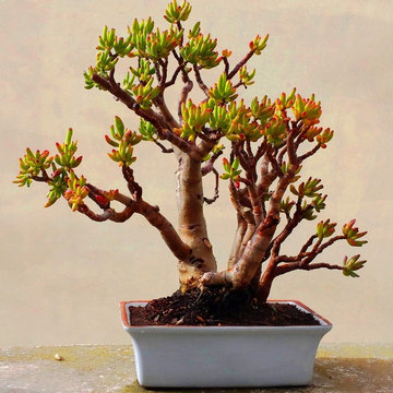 Bonsaï : création & entretien / Cas de Crassula ovata - Style Sökan