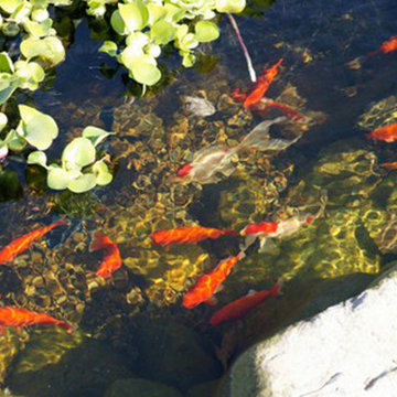 Pond