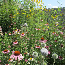 Landscaping || Planting