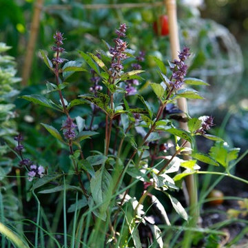 Santa Barbara Cottage Garden