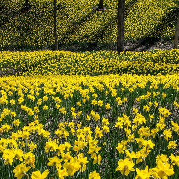 Spring's Fireworks - Bulb Plantings