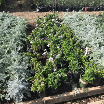 Local Nurseries