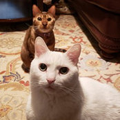 Photo de Allison Zullo
