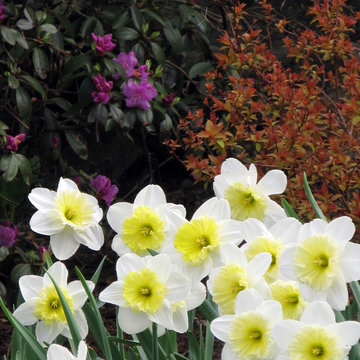 Plant Ideas & Colorful Combinations