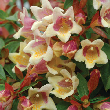 Sunny Anniversary™ Abelia (Abelia x grandiflora)