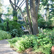 woodland garden