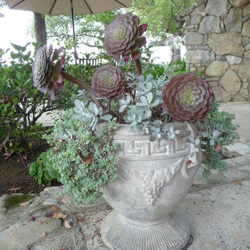 Potted Succulents