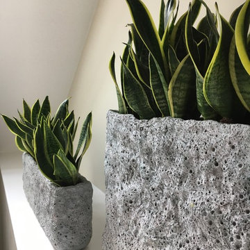 Indoor Landscaping in Family Home in London, Maida Vale