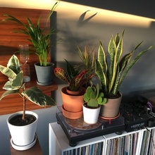 Houseplants