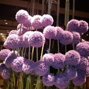 Connie Lomanta's photo