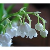 Lillian Burris's photo